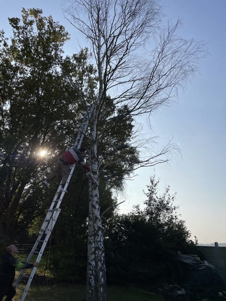 abattage bouleau a raimbeaucourt