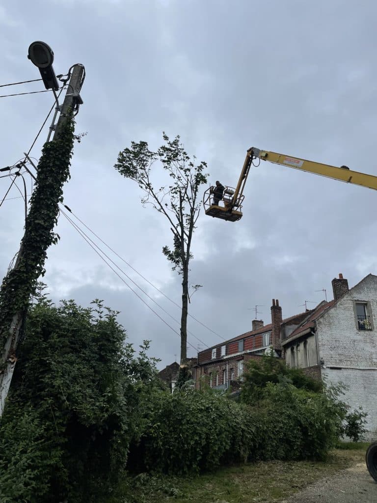 abattage d arbre a douai