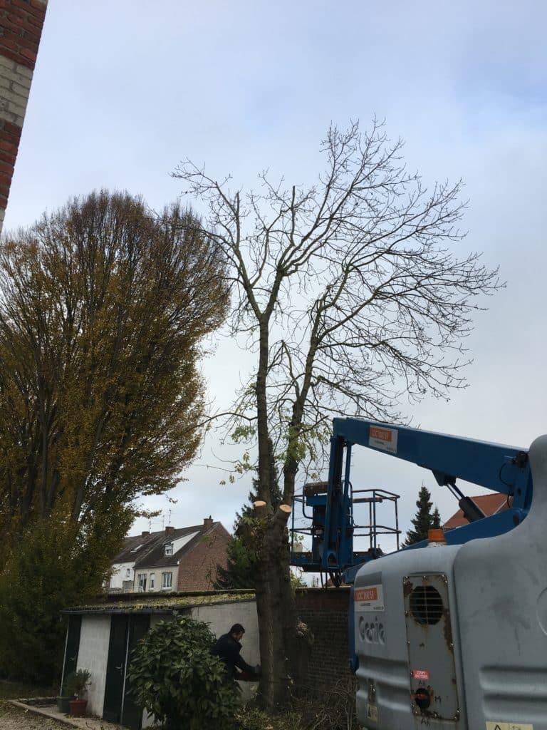 abattage d arbre a somain