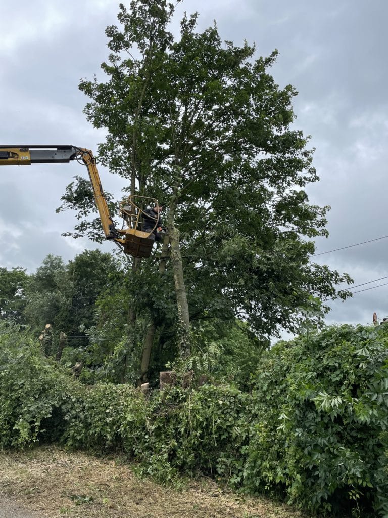 abattage d arbres a douai 10