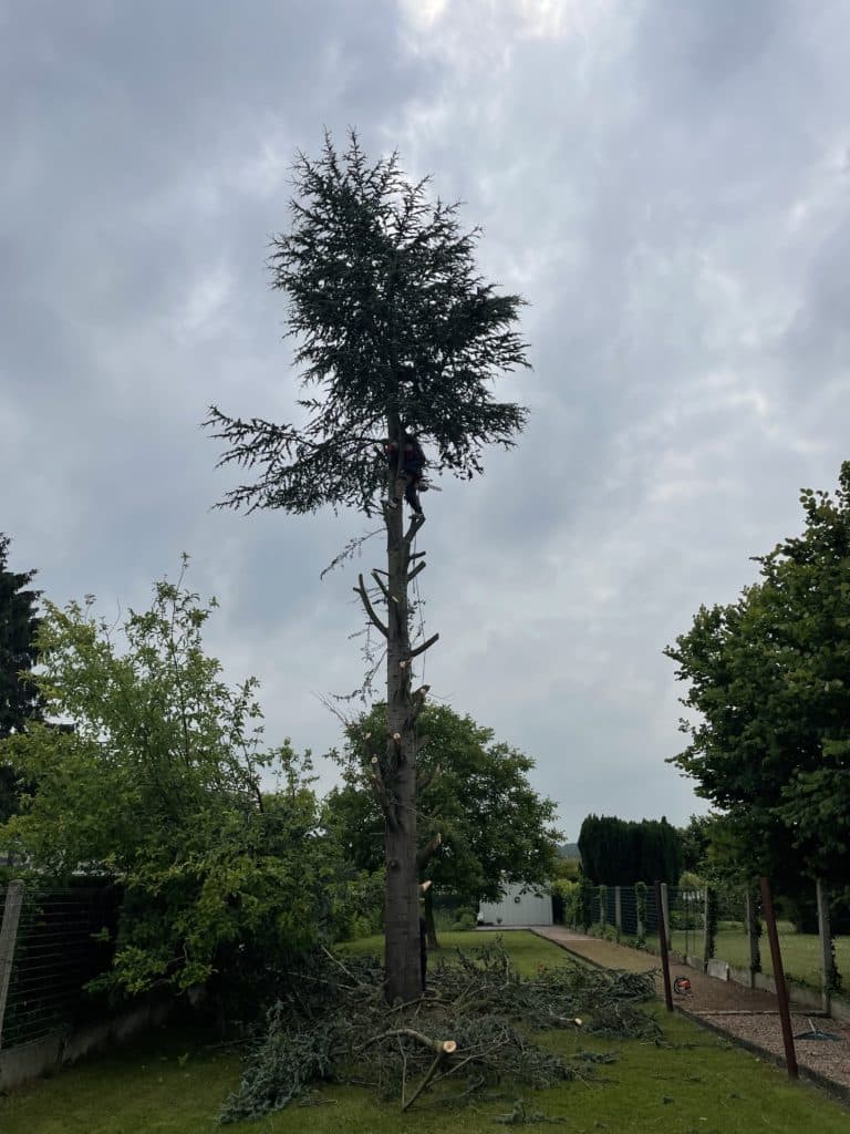 abattage de cedre bleu pecquencourt