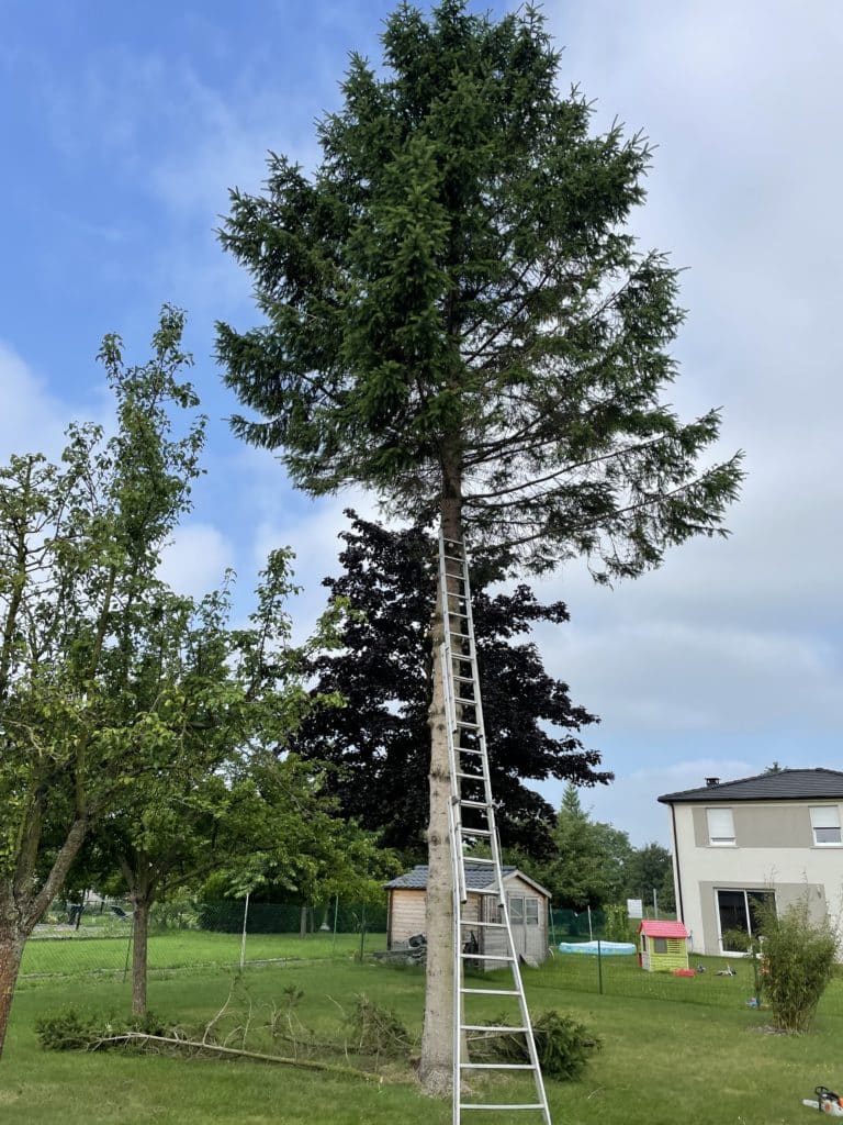 abattage de sapin a raimbeaucourt