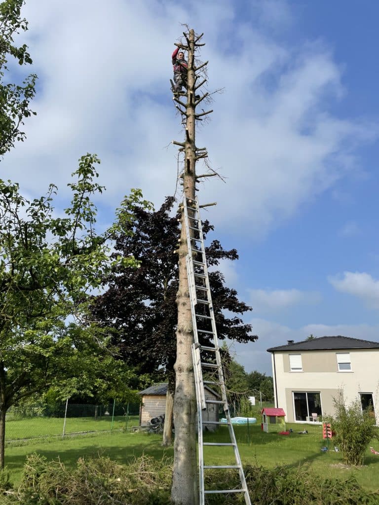 abattage de sapins a raimbeaucourt 2