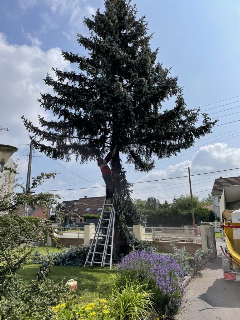 abattage de sapins a raimbeaucourt 3