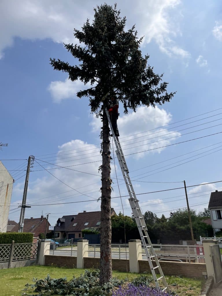 abattage de sapins a raimbeaucourt 5