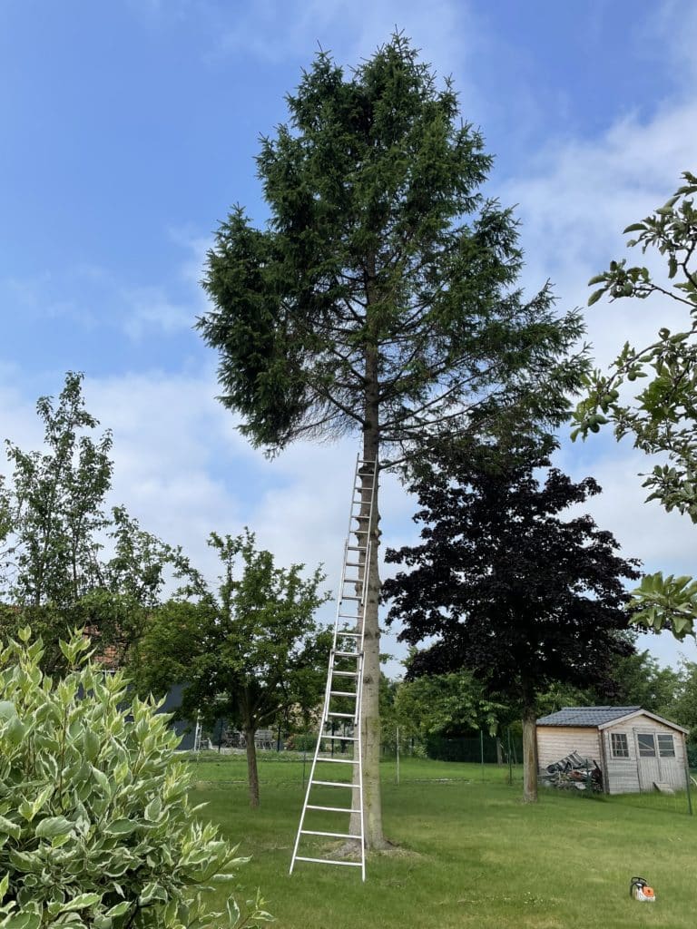 abattage de sapins a raimbeaucourt