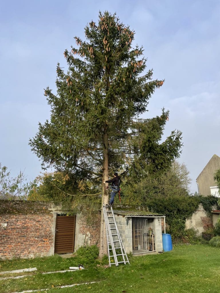 abattage pin a auberchicourt