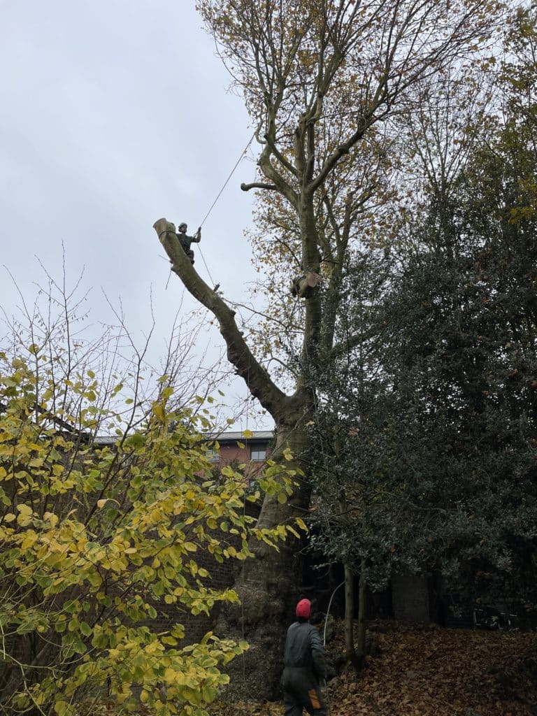 demontage d arbre a douai 2